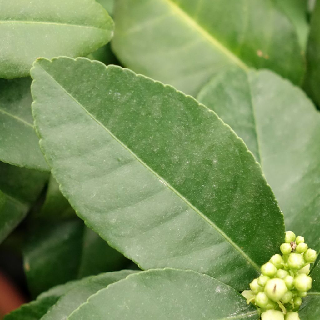 Citrus medica Pigmentata - Cédrat hybride
