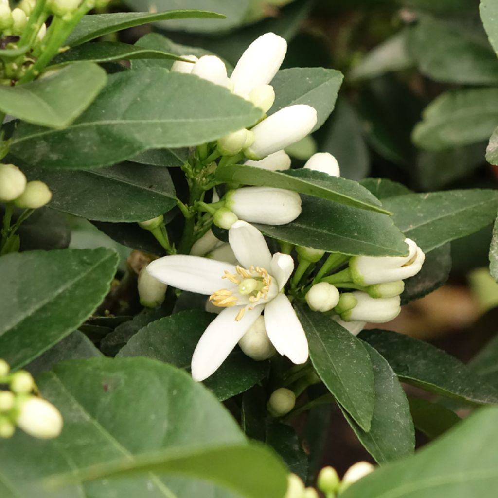 Citrus medica Pigmentata - Cédrat hybride