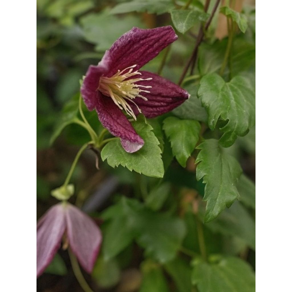 Clématite - Clematis cirrhosa Lansdowne Gem