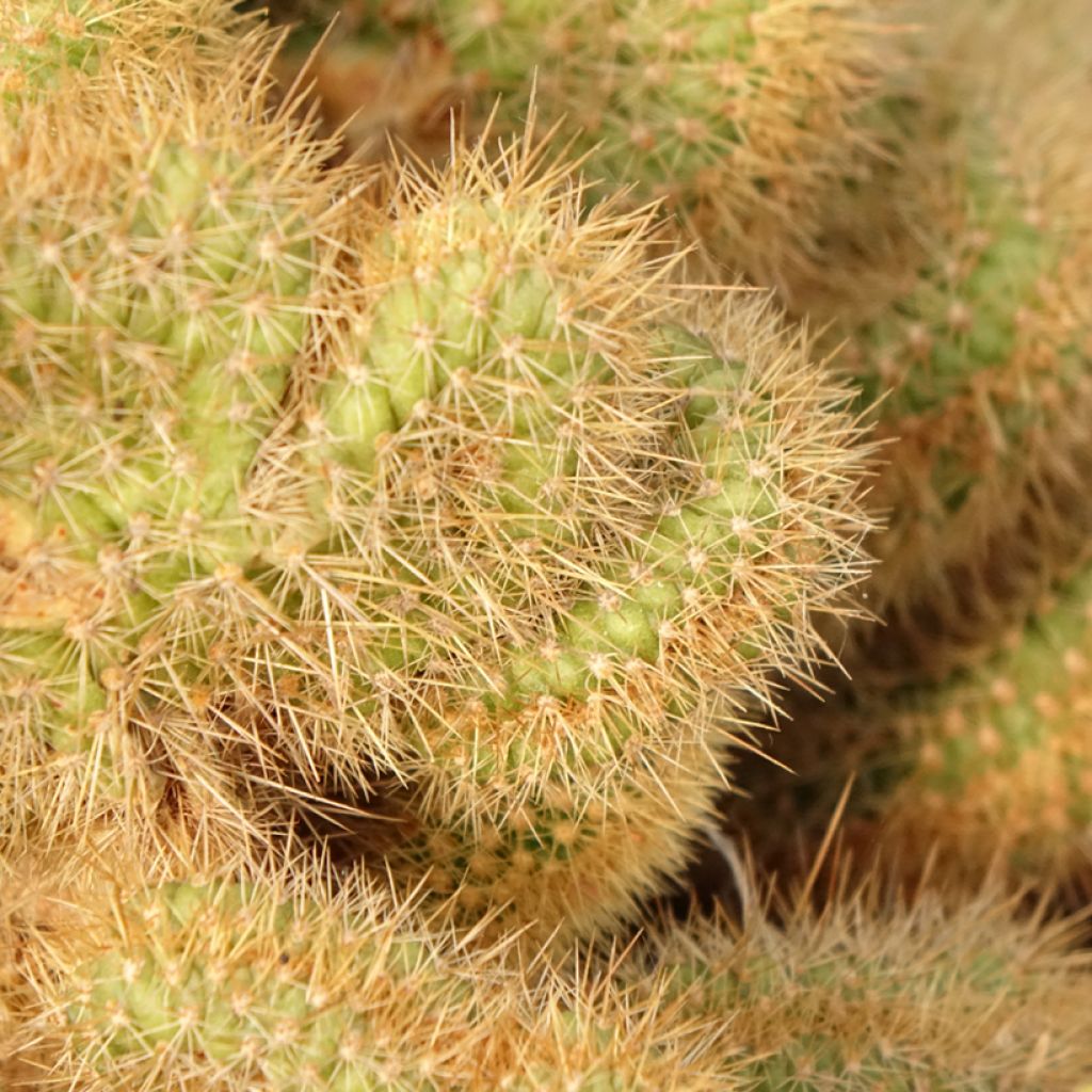 Cleistocactus winteri f. cristata - Queue de rat dorée