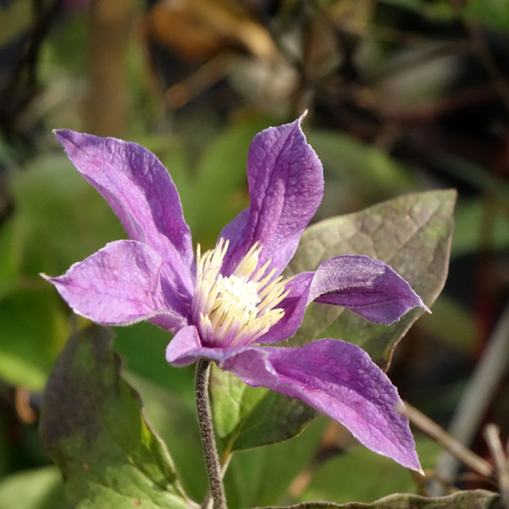 Clématite - Clematis Arabella