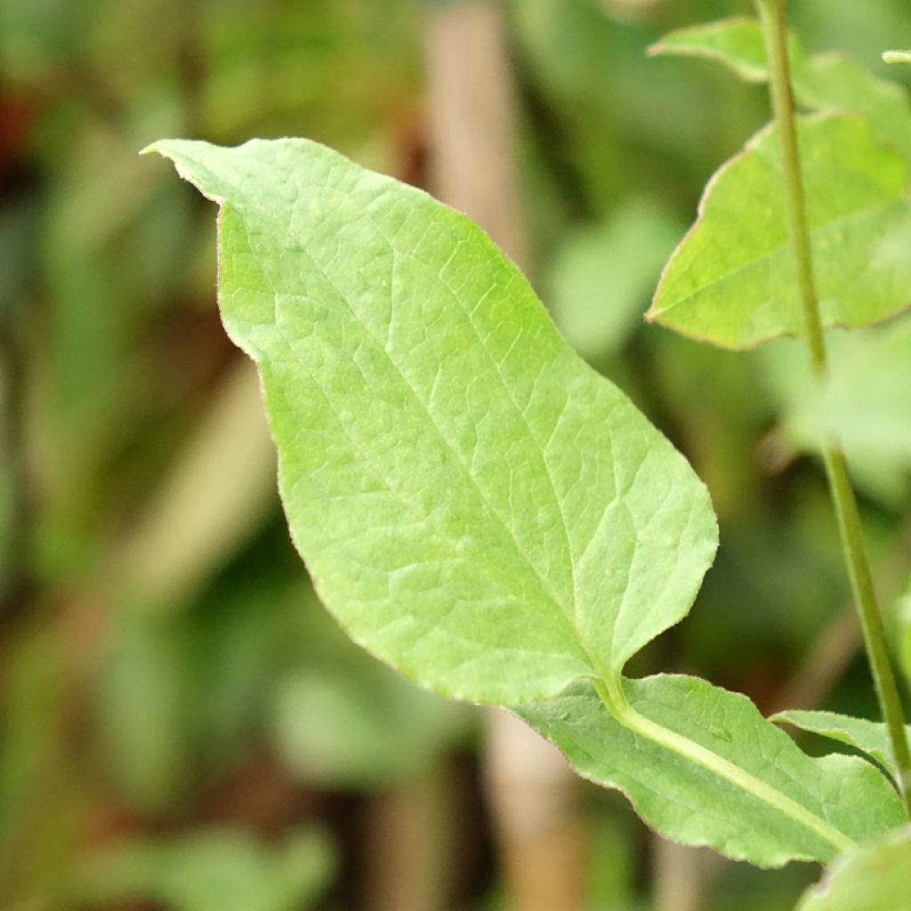Clématite - Clematis Astra Nova