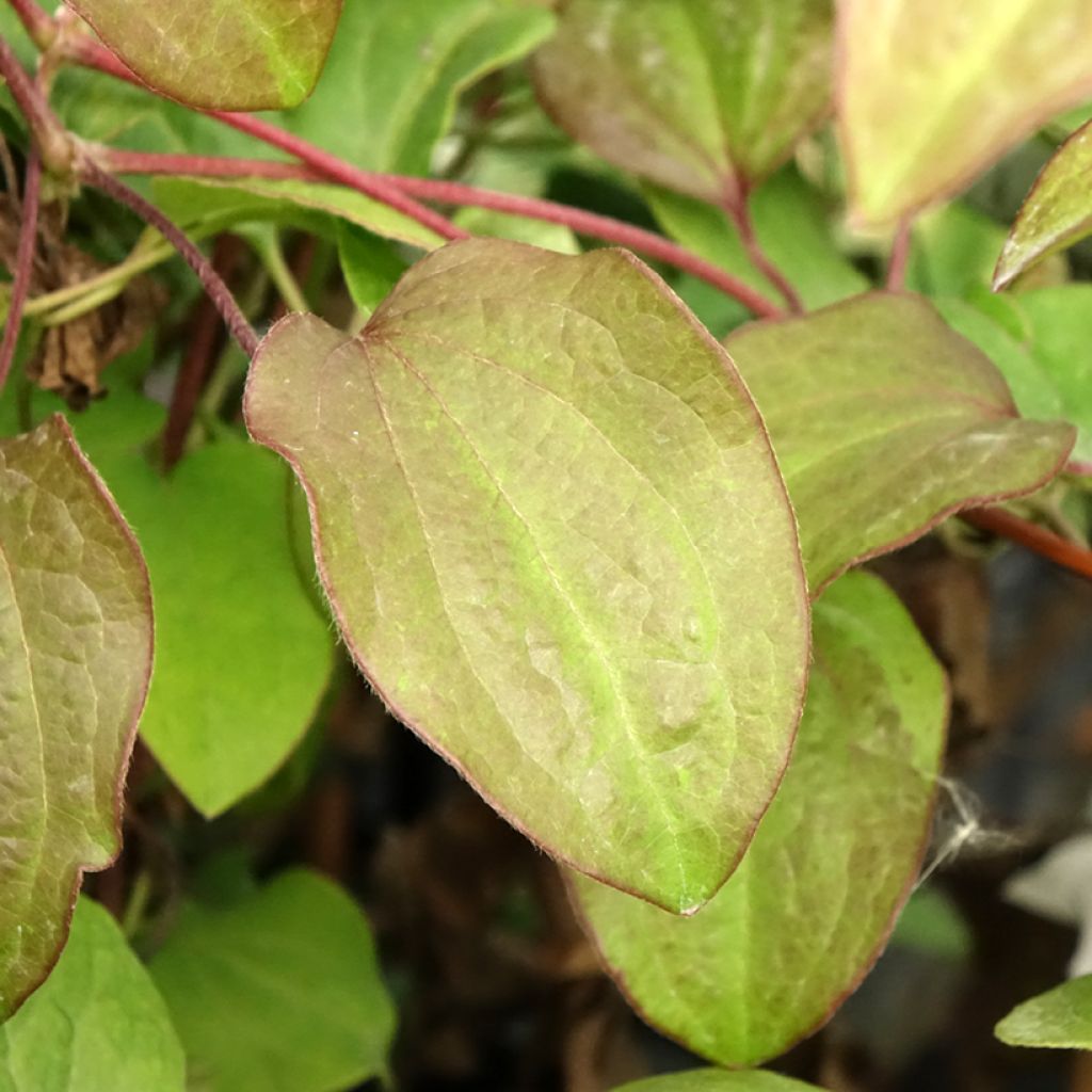Clématite - Clematis Beauty Of Worcester