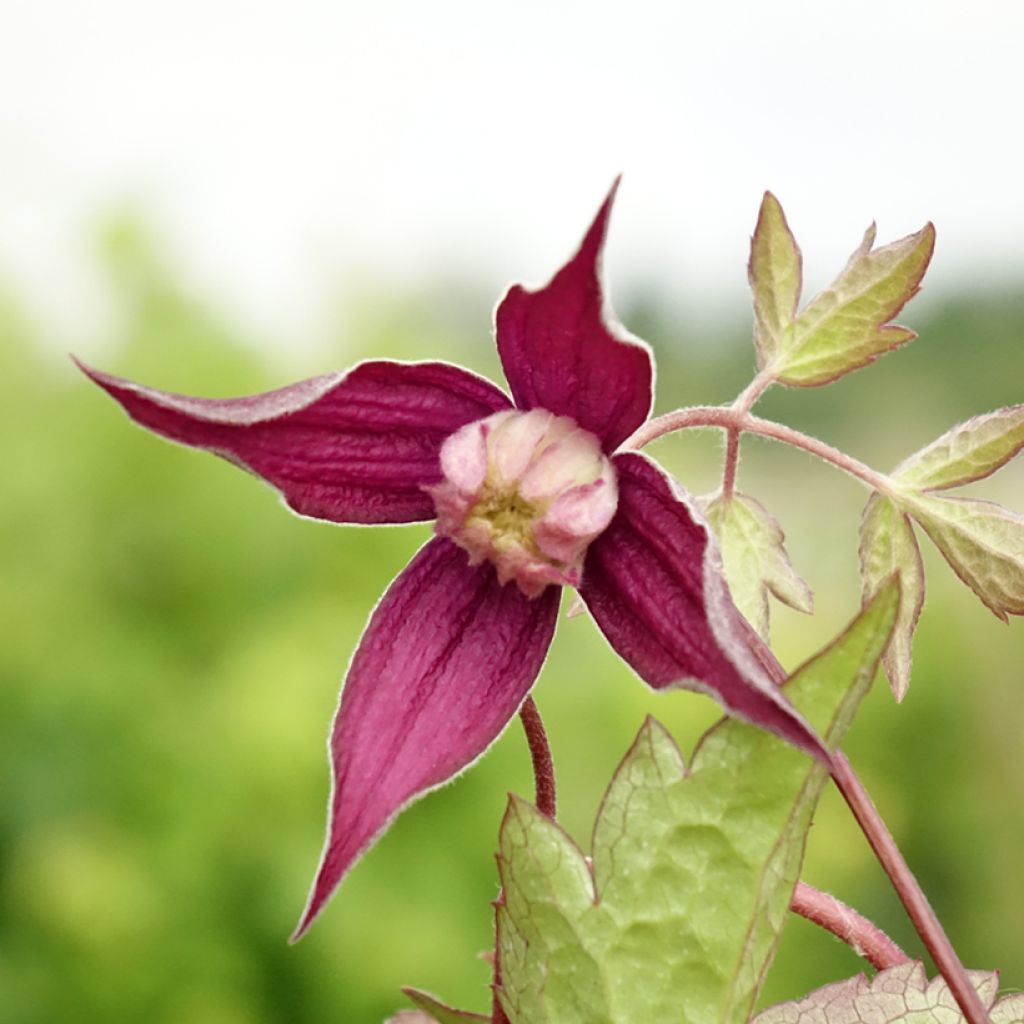 Clématite - Clematis Brunette