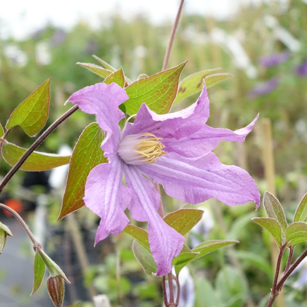 Clématite - Clematis diversifolia East River