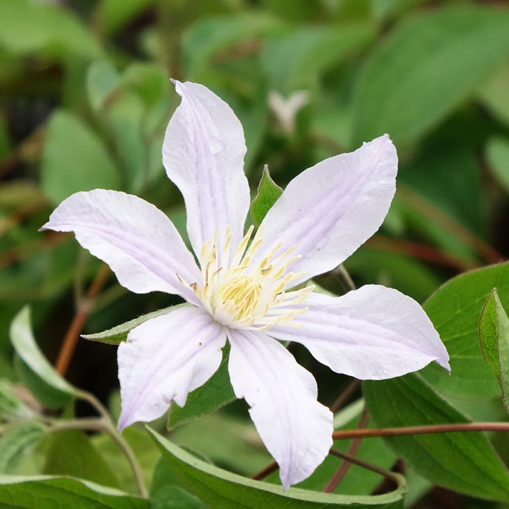 Clématite - Clematis diversifolia River Star