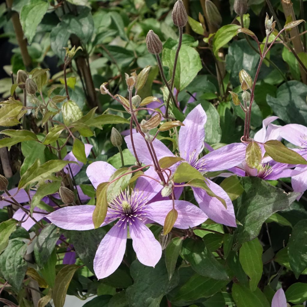 Clématite - Clematis diversifolia Stella Bella