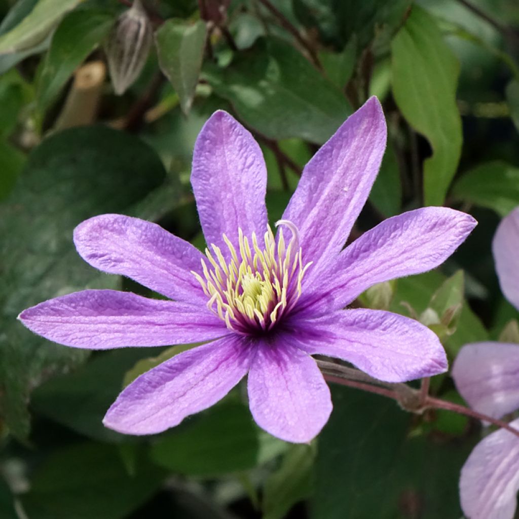 Clématite - Clematis diversifolia Stella Bella