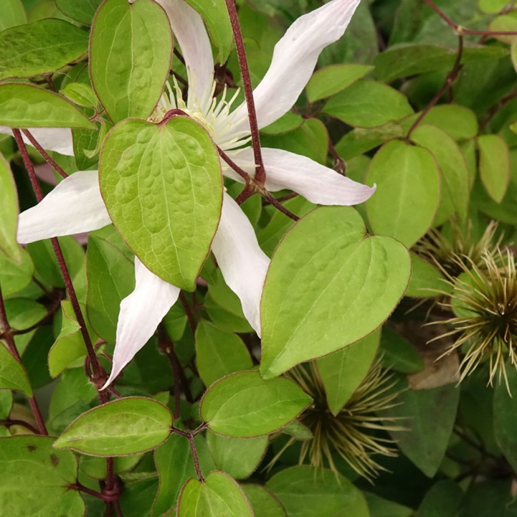 Clématite - Clematis Etoile Nacrée