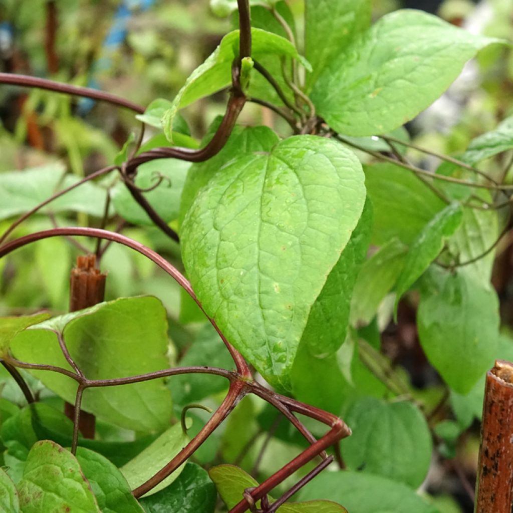 Clématite - Clematis fusca