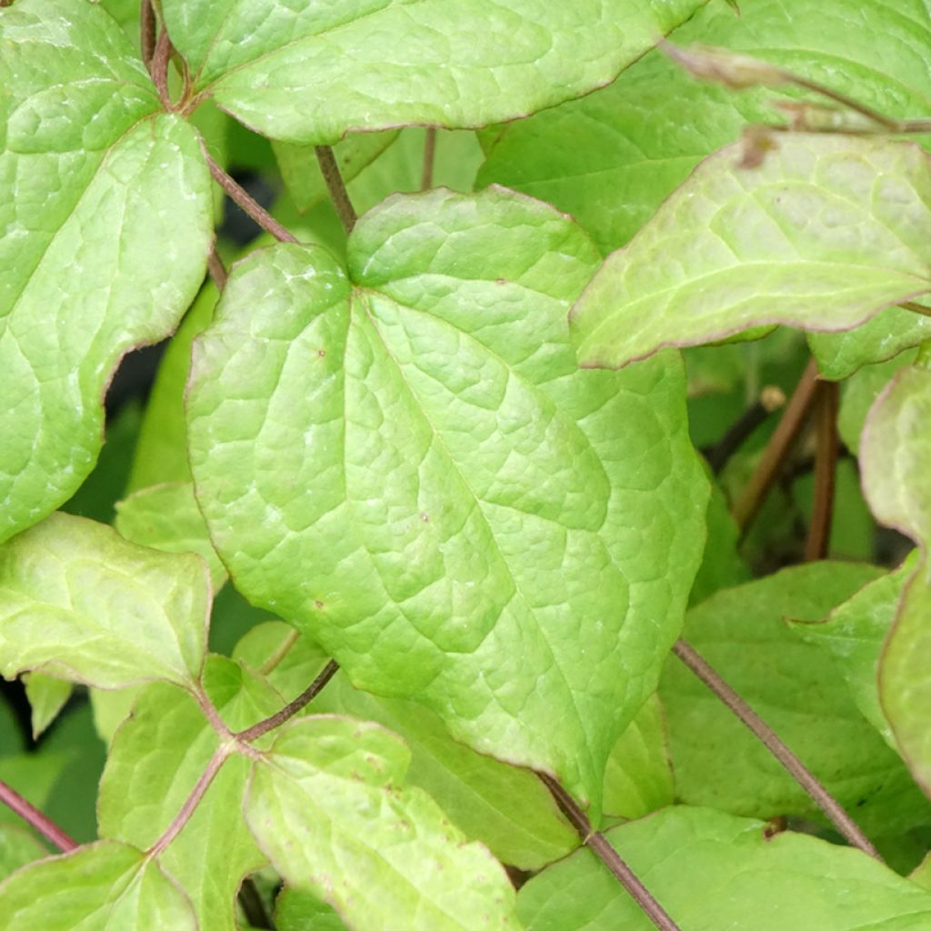 Clématite - Clematis Gipsy Queen
