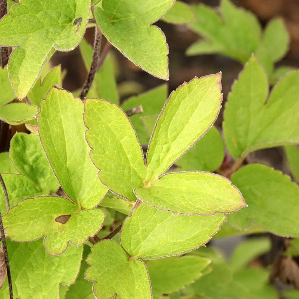 Clématite - Clematis I am Red Robin