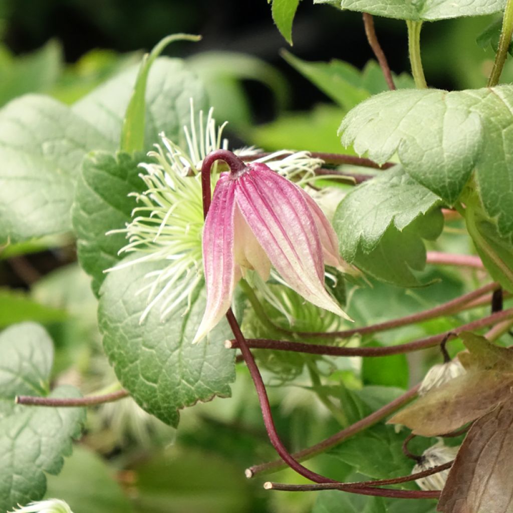 Clématite - Clematis I am Red Robin