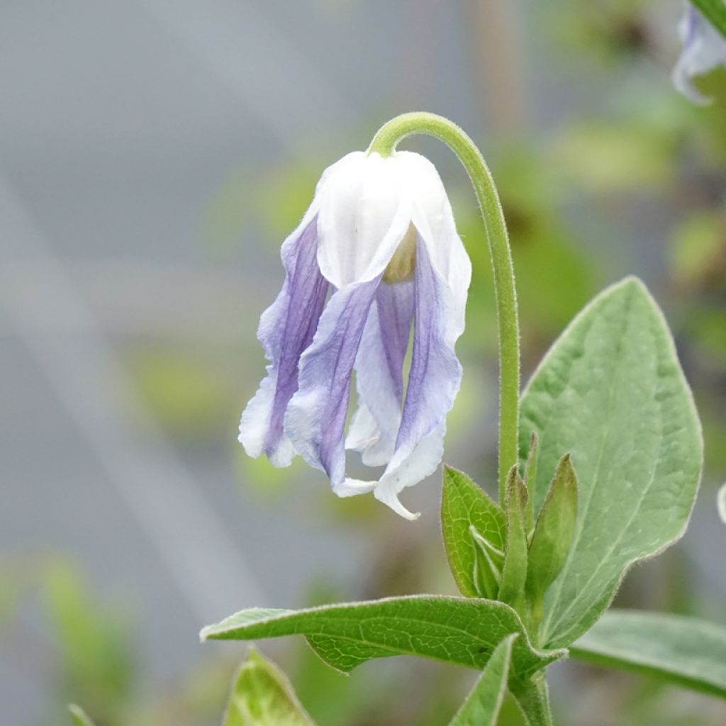 Clématite - Clematis integrifolia Hakuree