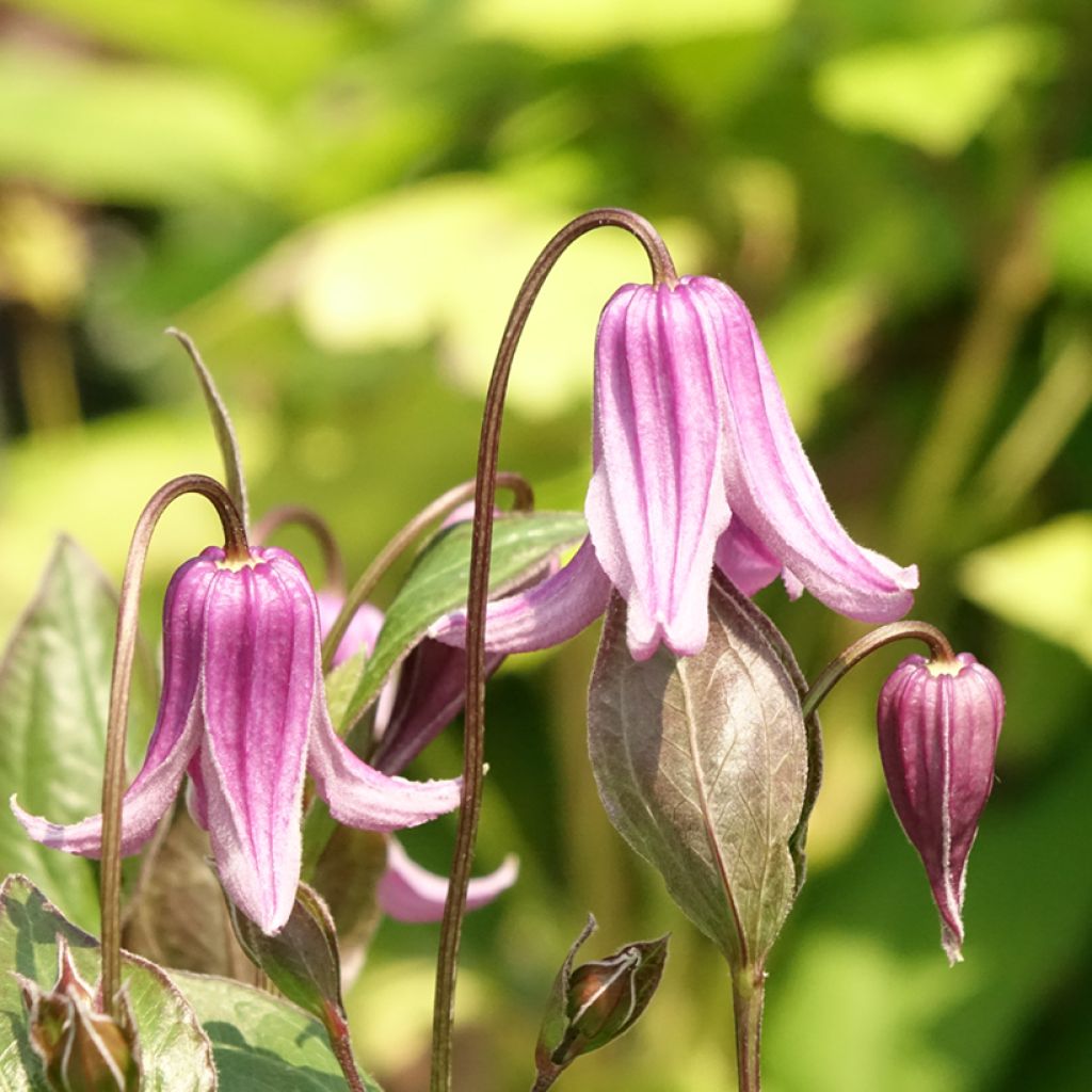 Clématite - Clematis integrifolia Rosea
