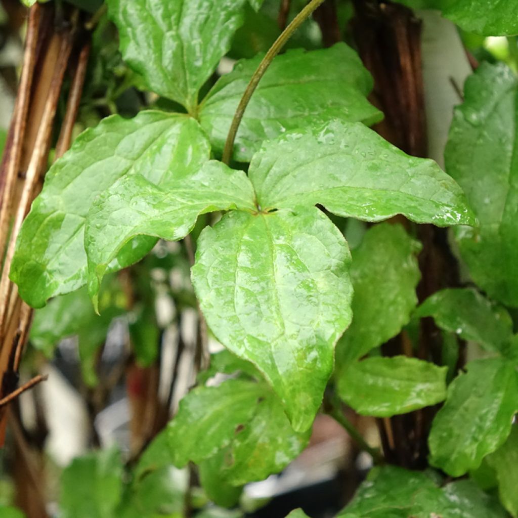 Clématite - Clematis jackmanii Purpurea