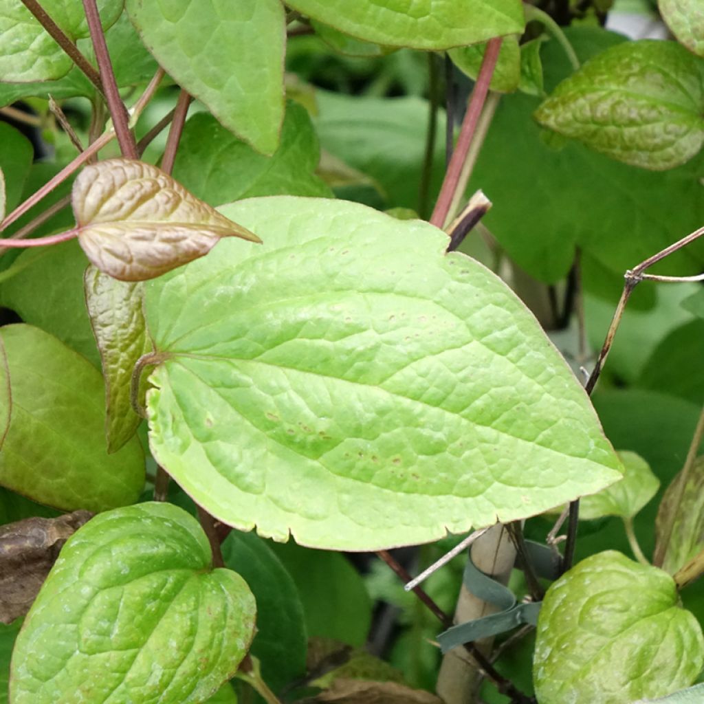 Clématite - Clematis Jenny