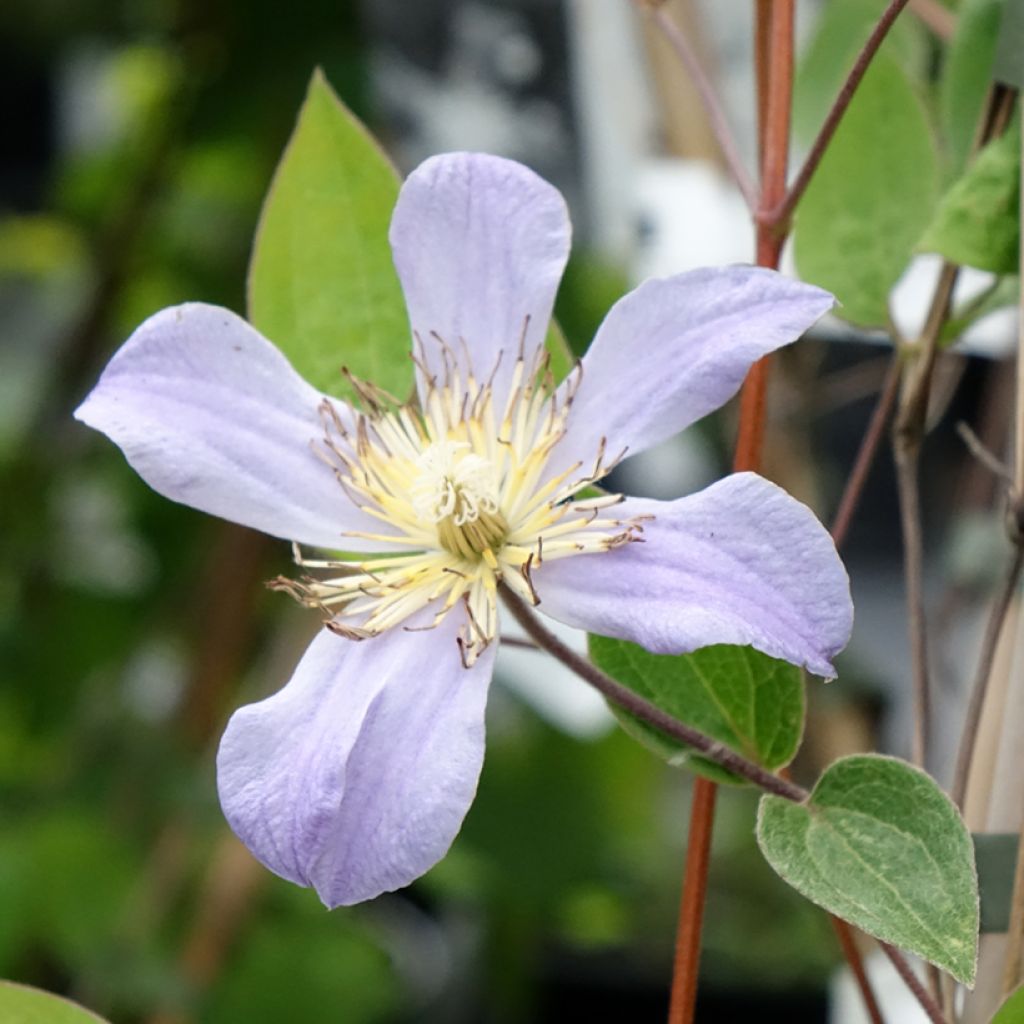 Clématite - Clematis Juuli