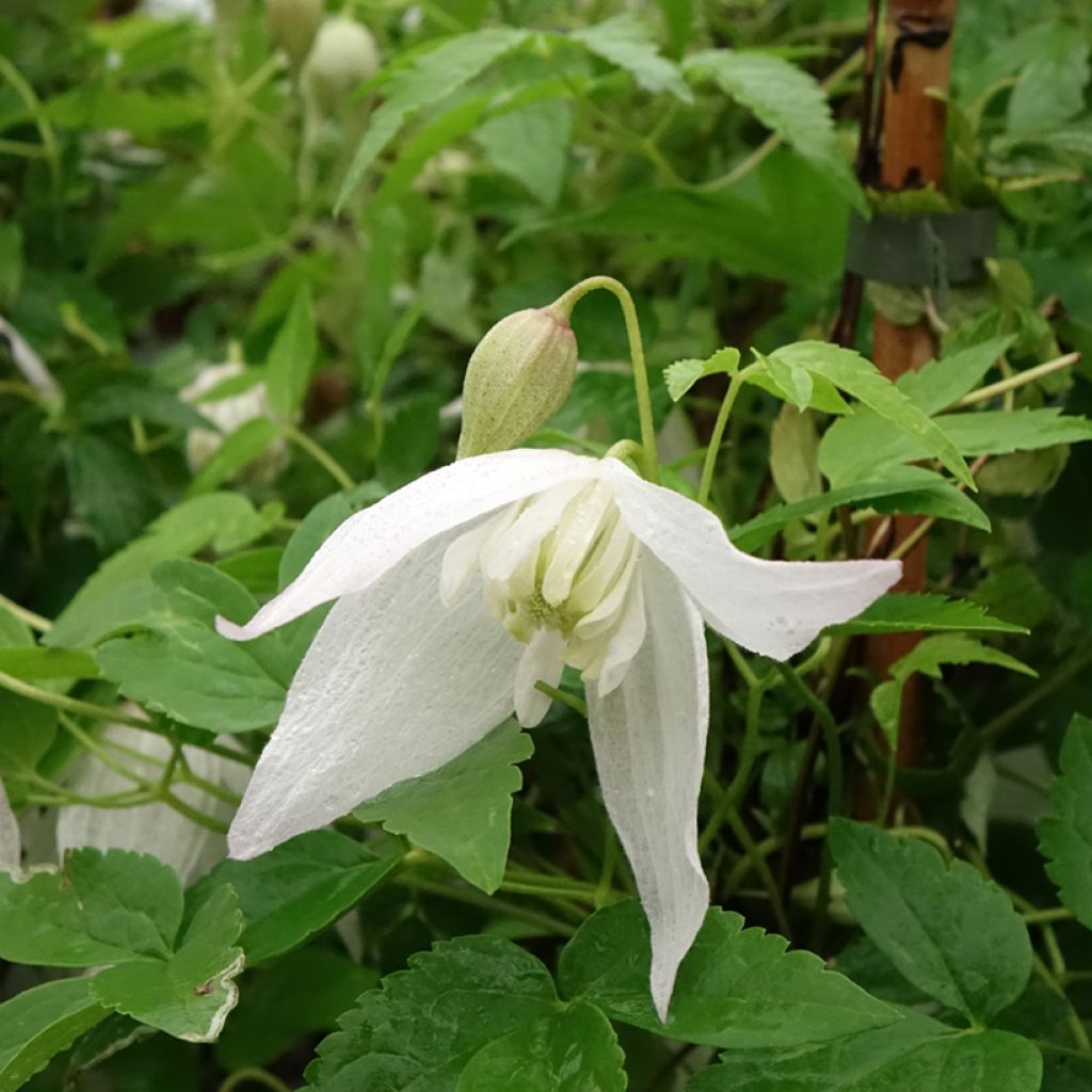 Clématite - Clematis macropetala Broughton Bride