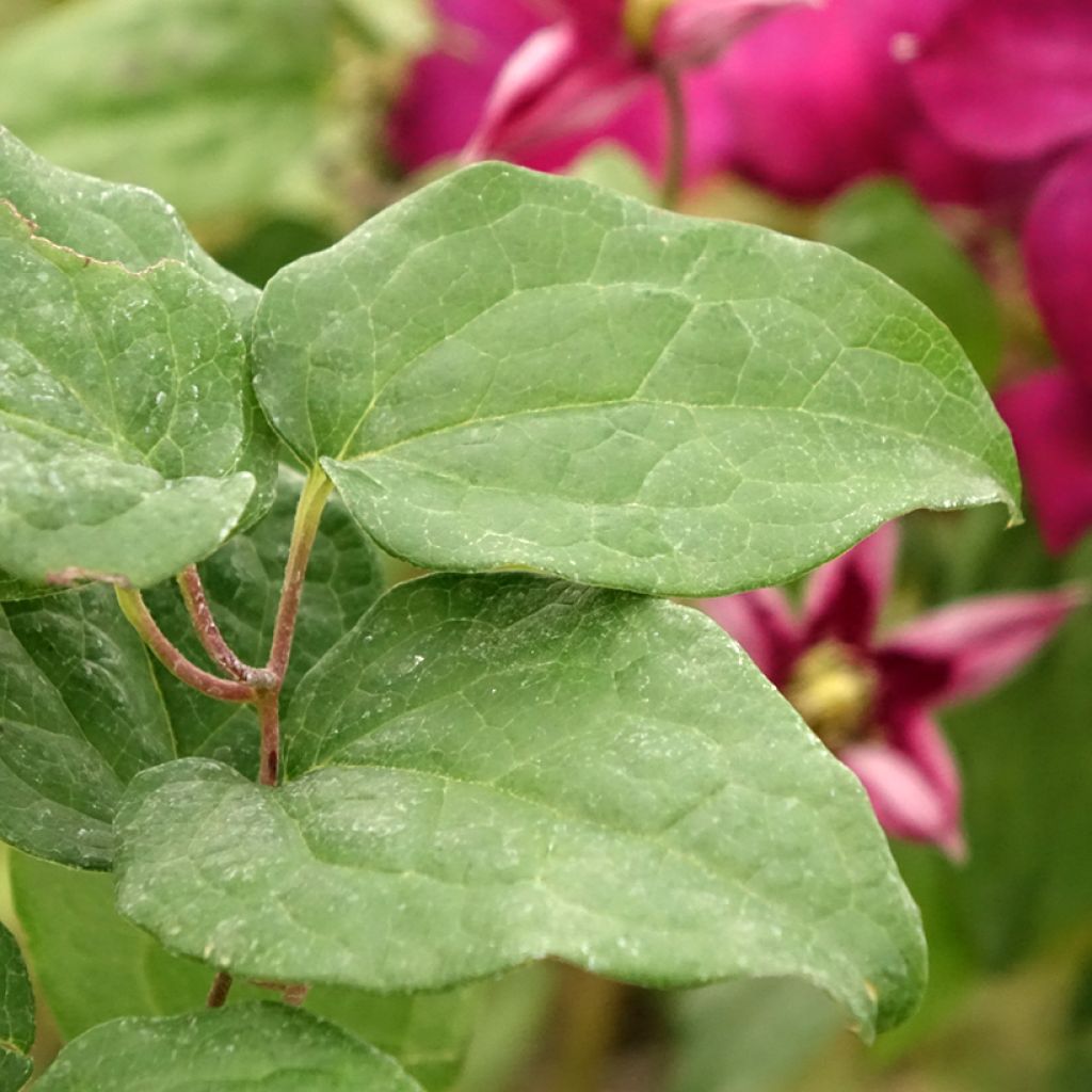 Clématite  - Clematis Madame Edouard André
