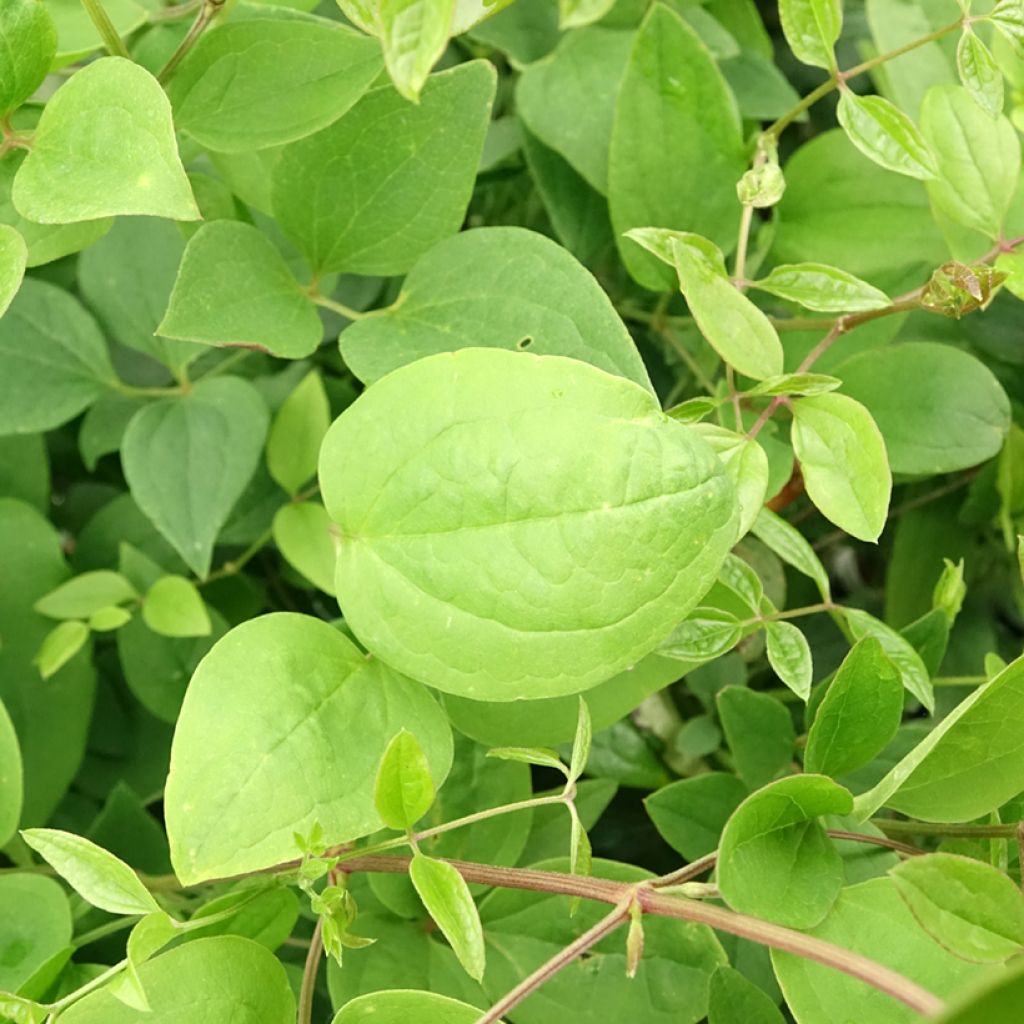 Clématite - Clematis mandshurica