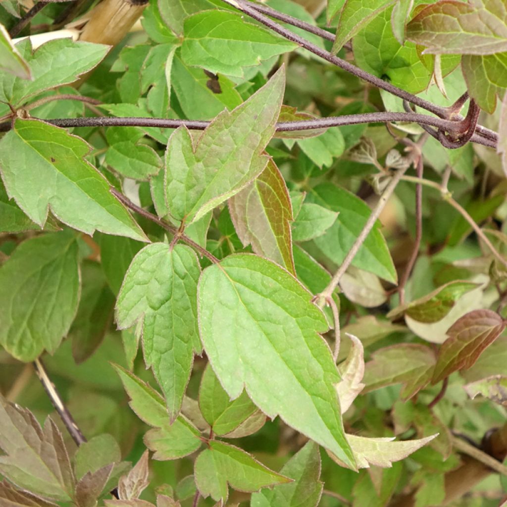 Clématite - Clematis montana Spooneri