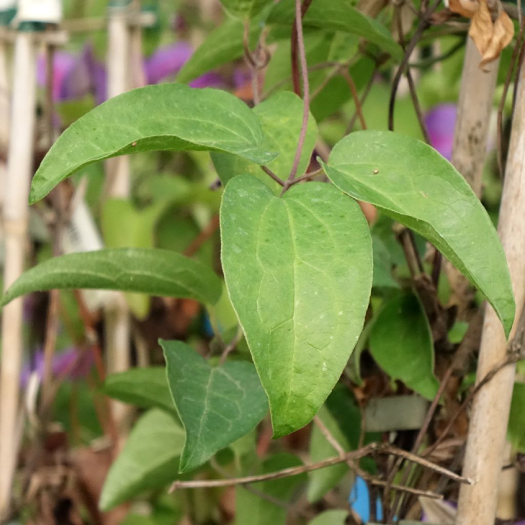 Clématite - Clematis Mrs N. Thompson