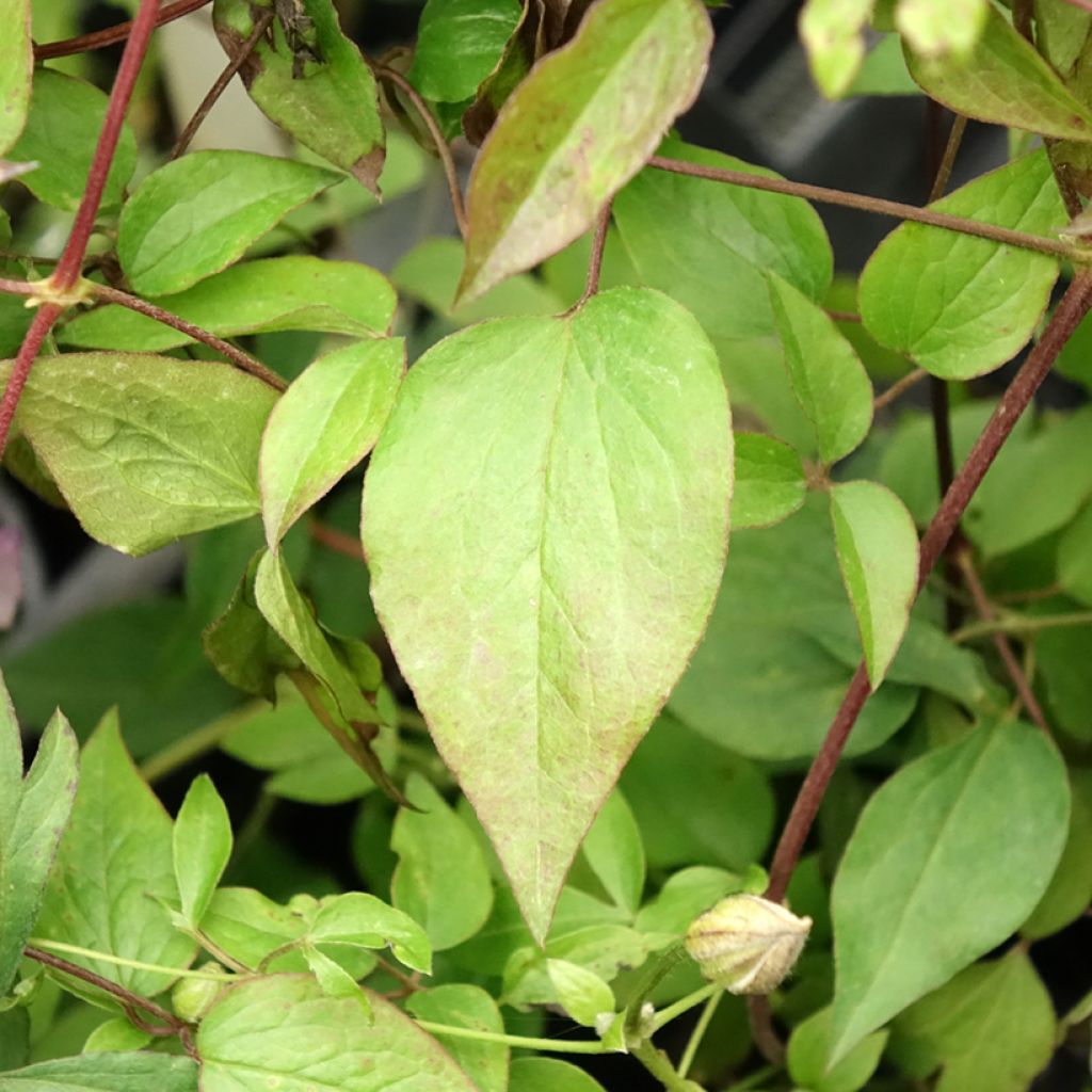 Clématite -Clematis Pernille