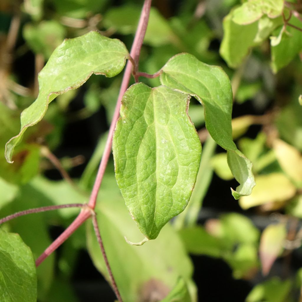 Clématite - Clematis Picardy