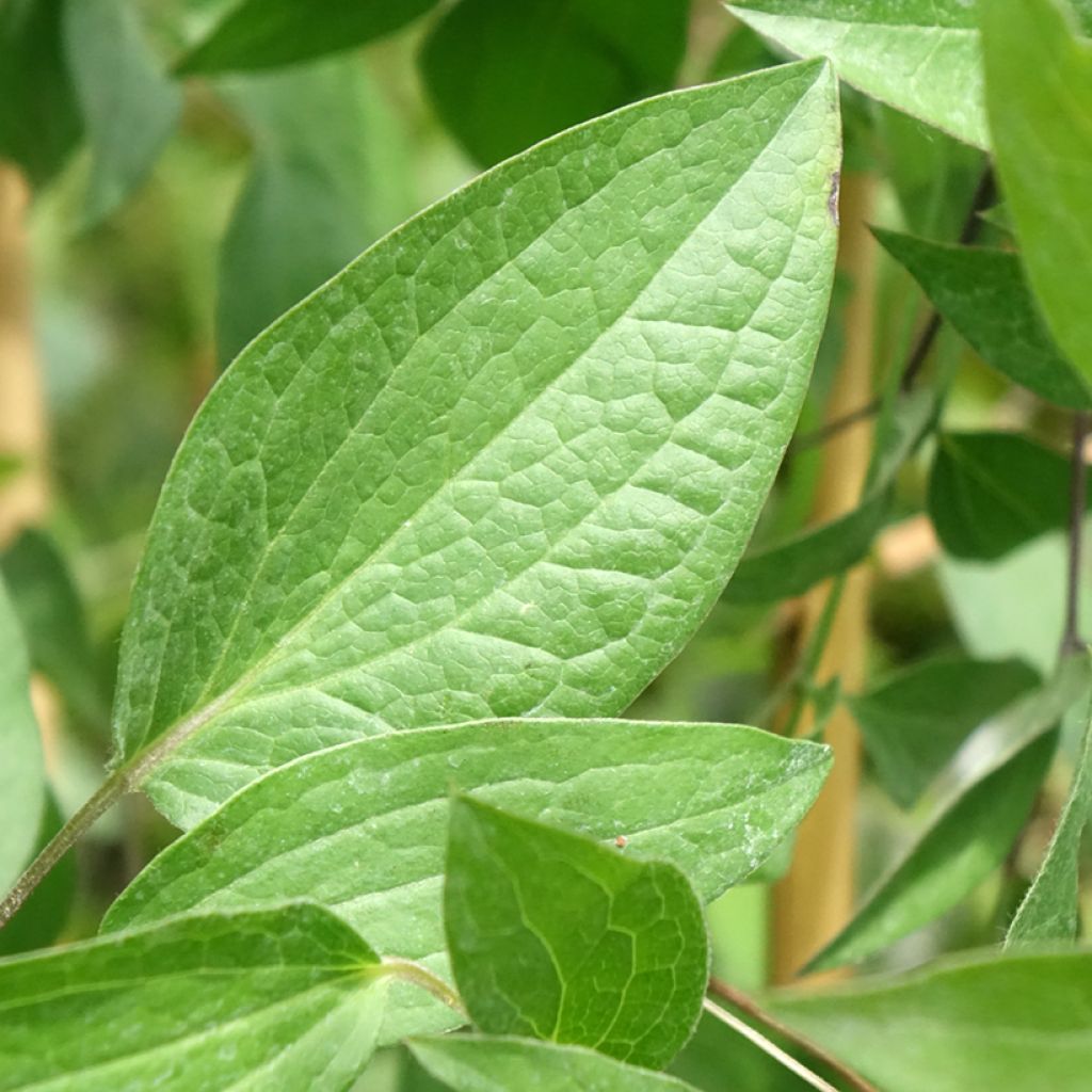 Clématite - Clematis Saphyra Indigo