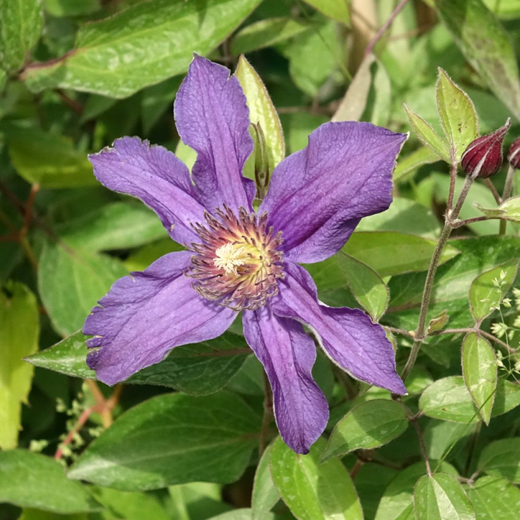 Clématite - Clematis Saphyra Indigo