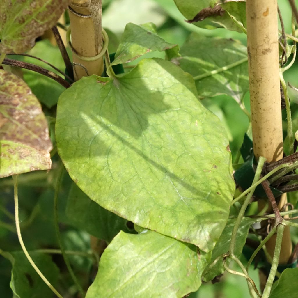 Clématite - Clematis Solidarnosc