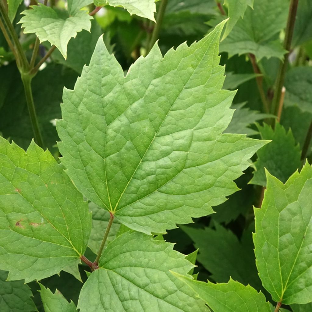 Clématite - Clematis stans