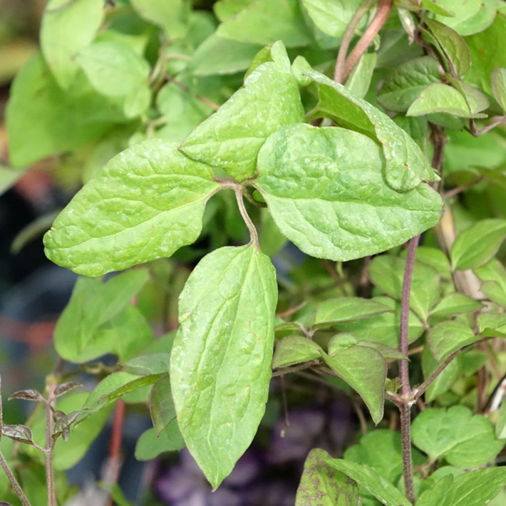 Clématite - Clematis Super Nova  