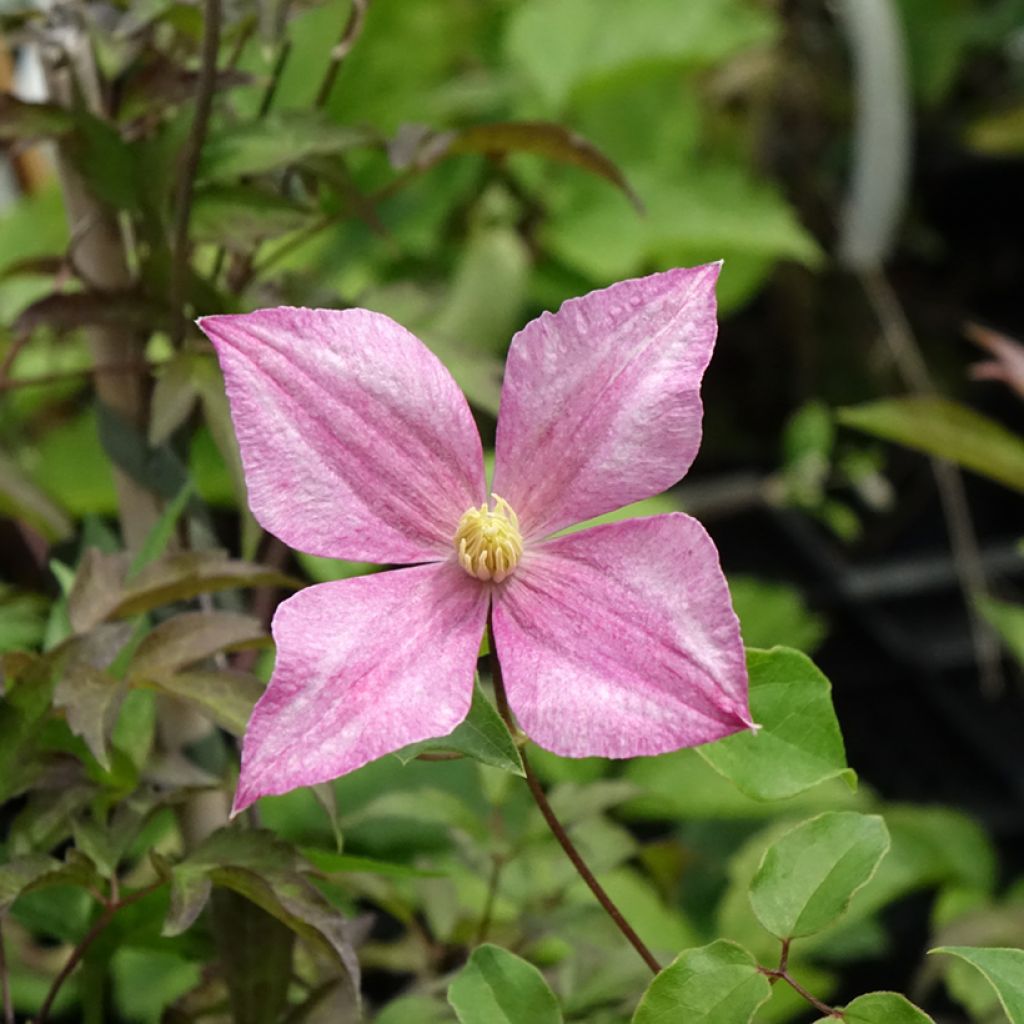 Clématite - Clematis Grace