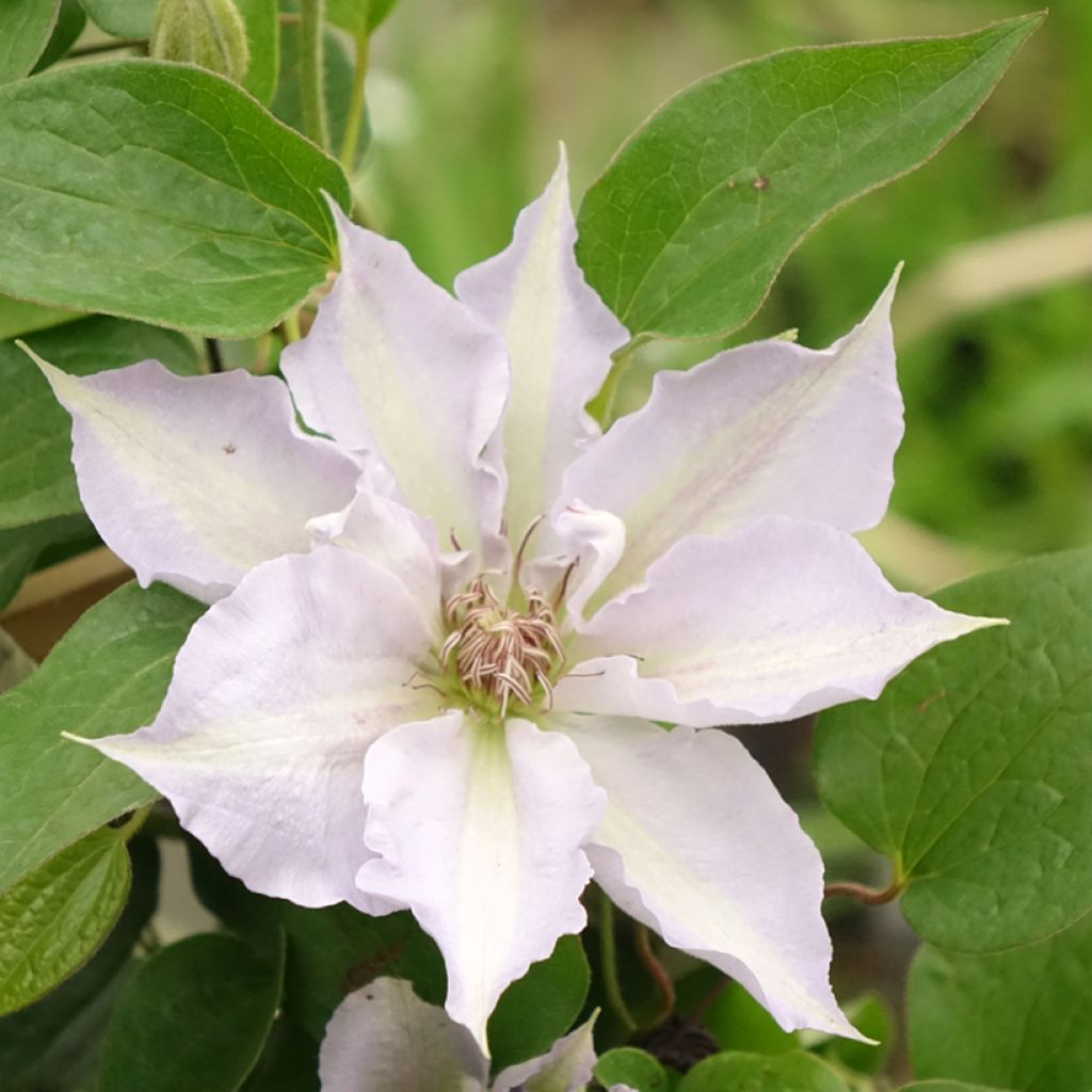 Clématite - Clematis Three Sisters trio bleu