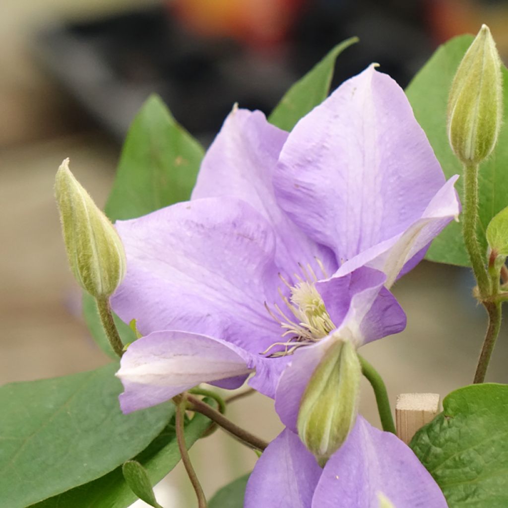 Clématite - Clematis Three Sisters trio bleu