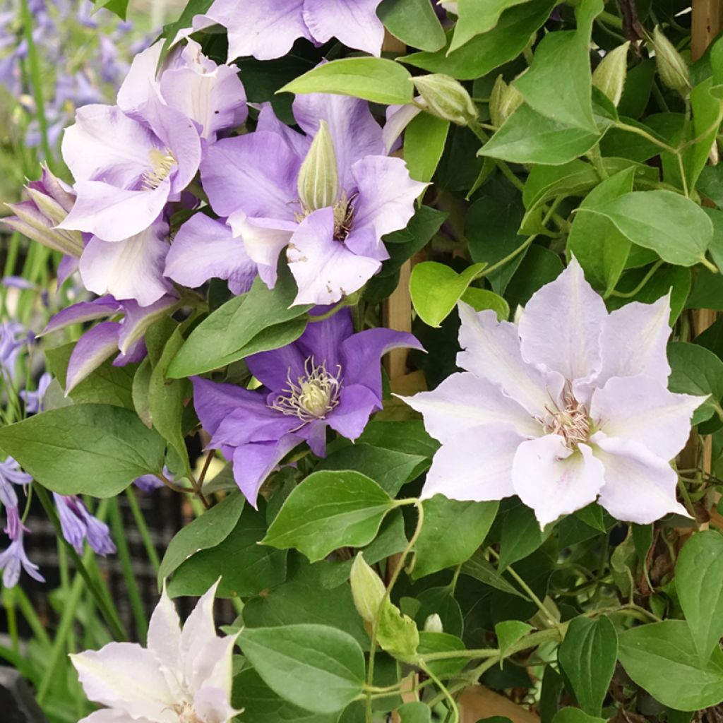 Clématite - Clematis Three Sisters trio bleu