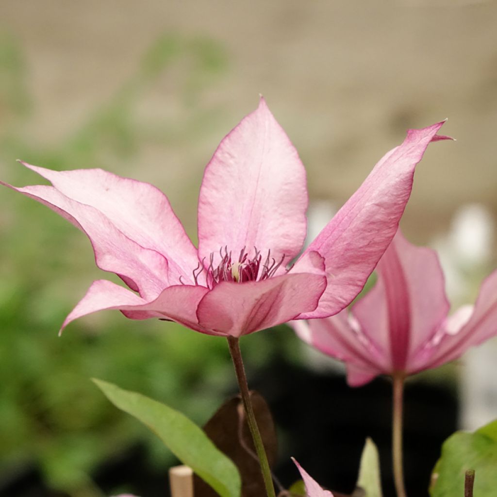 Clématite - Clematis Three Sisters trio rose