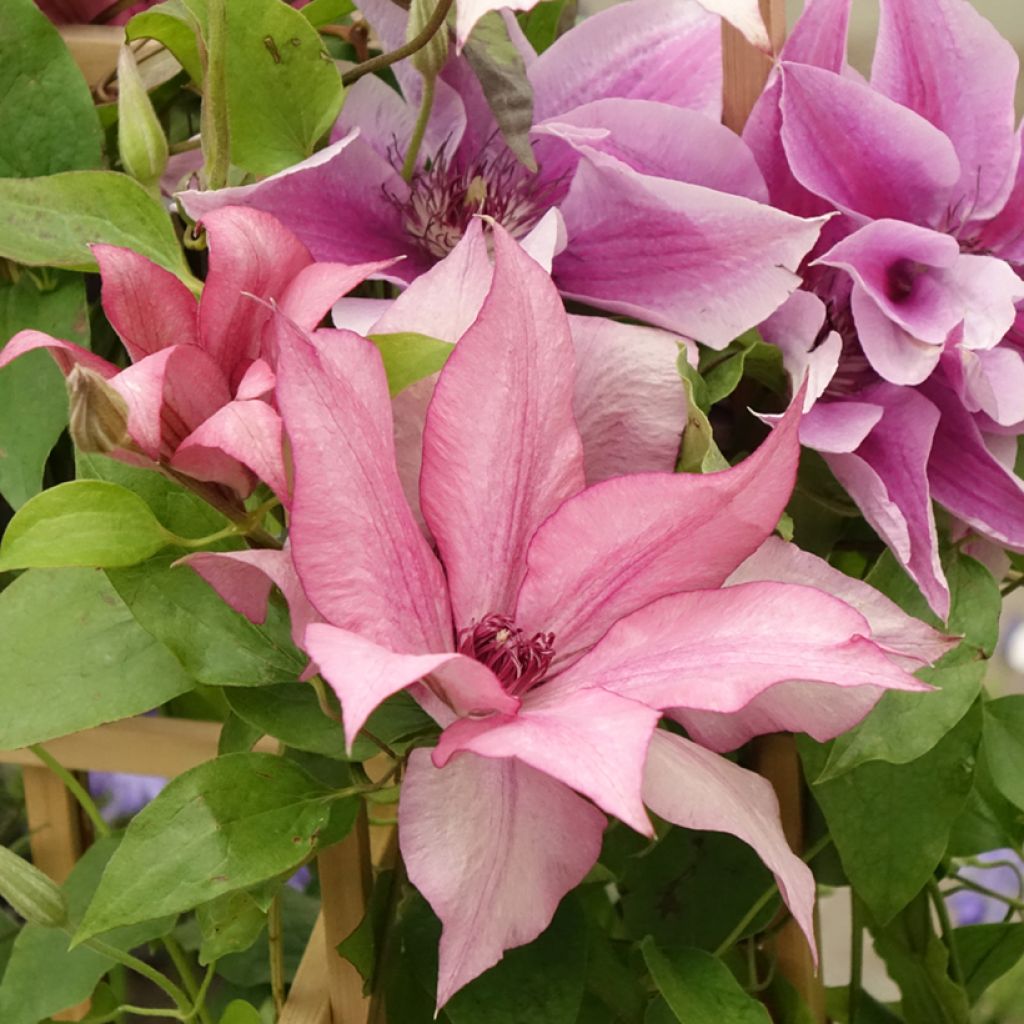 Clématite - Clematis Three Sisters trio rose