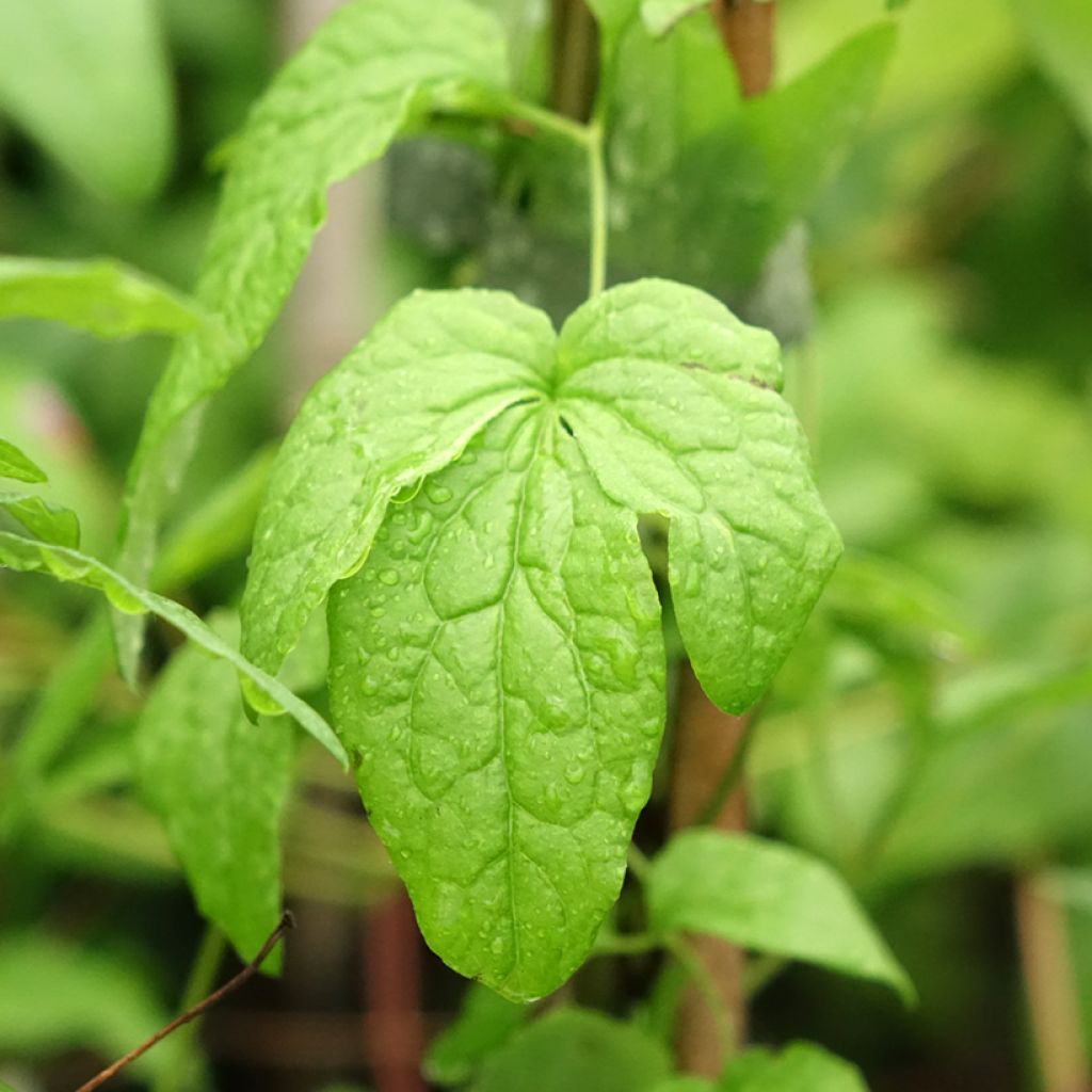 Clématite - Clematis viticella Abundance