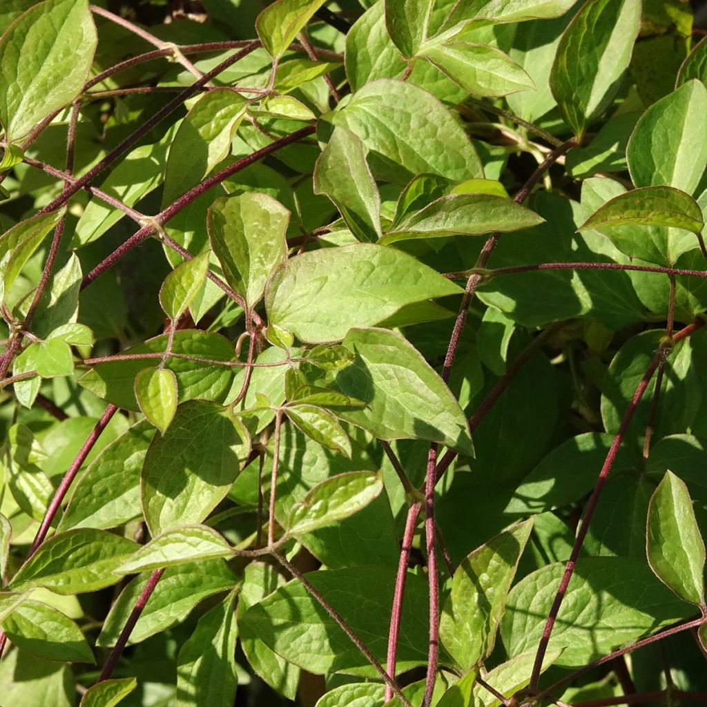 Clématite - Clematis viticella Aotearoa
