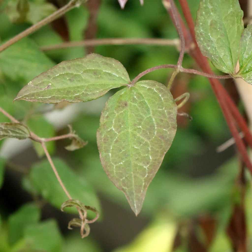 Clématite - Clematis viticella Burning Love