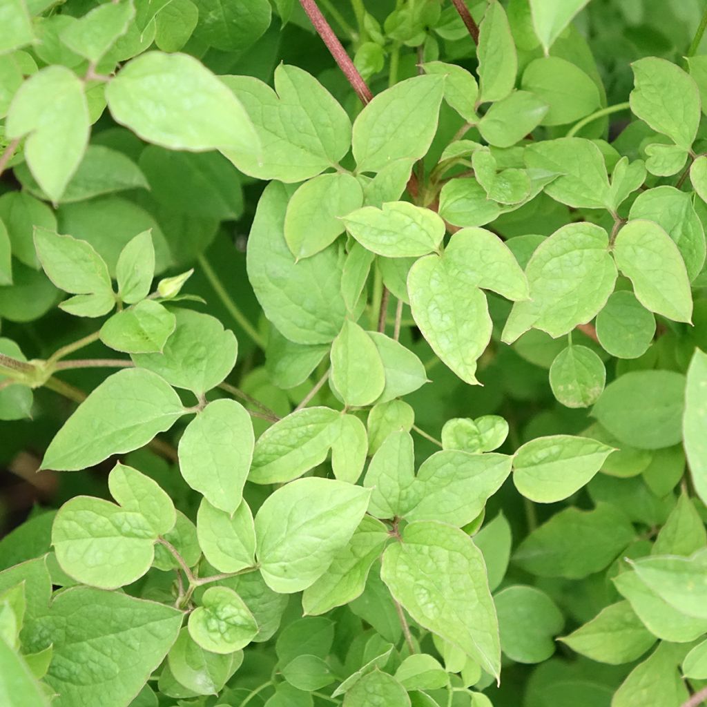 Clématite - Clematis viticella Maria Cornelia