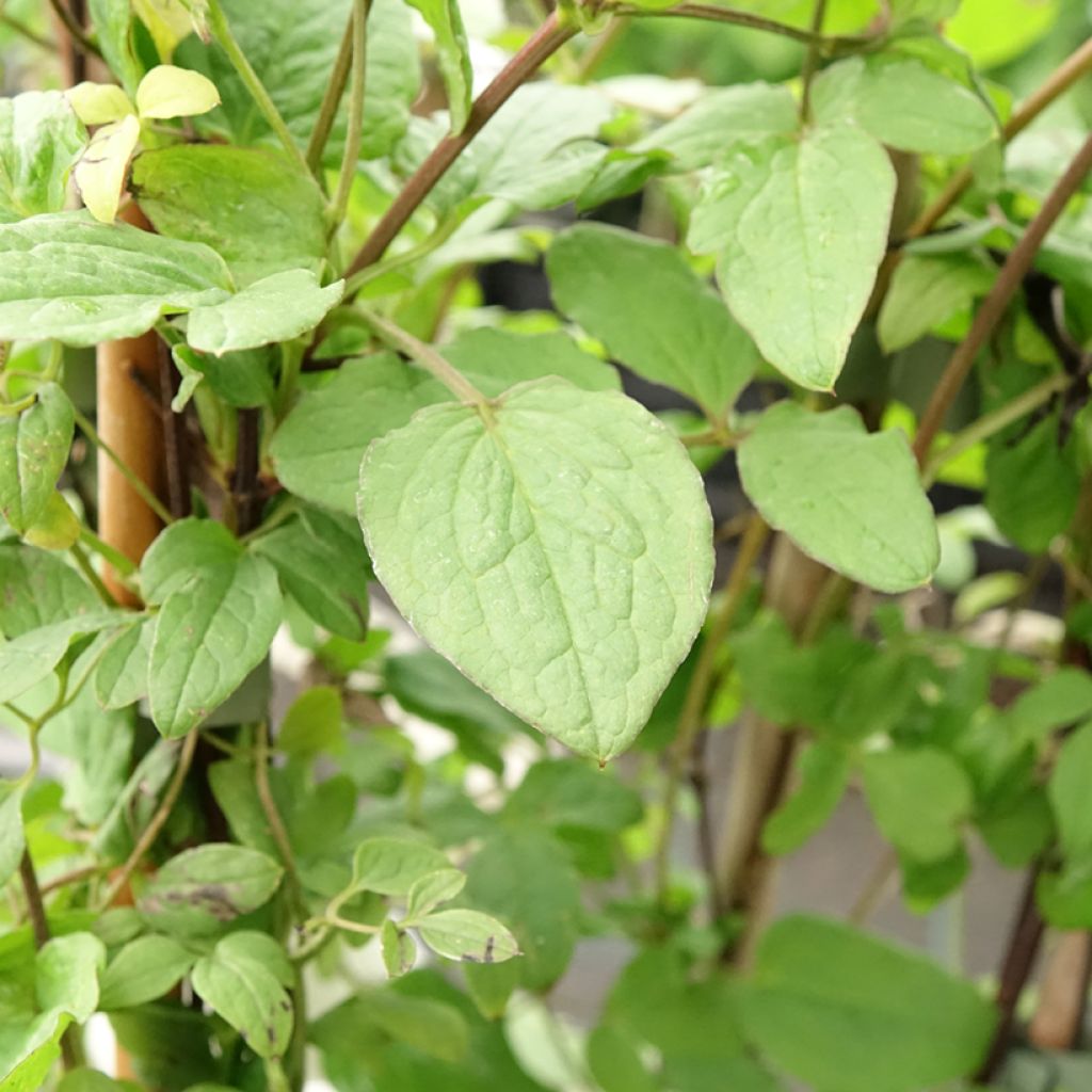 Clématite - Clematis viticella Rubra (Kermesina)