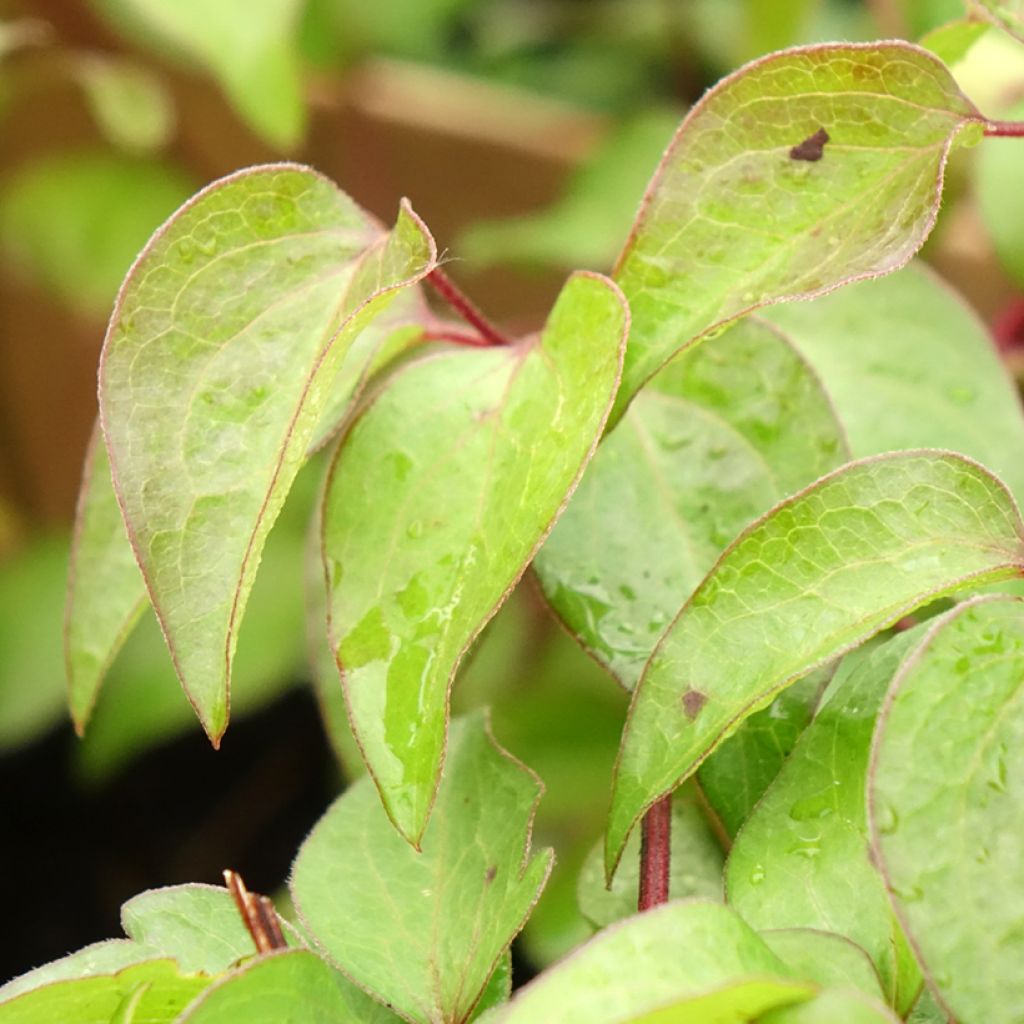 Clématite - Clematis Vyvyan Pennell