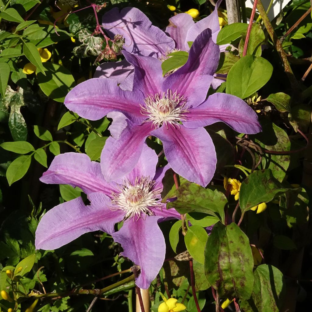 Clématite Etoile De Malicorne