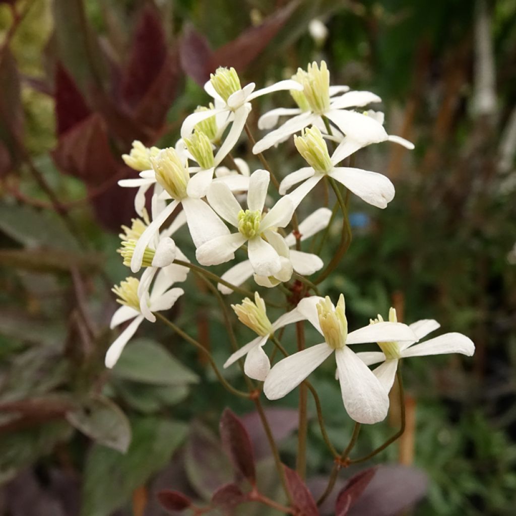 Clématite Herbacée Recta Purpurea