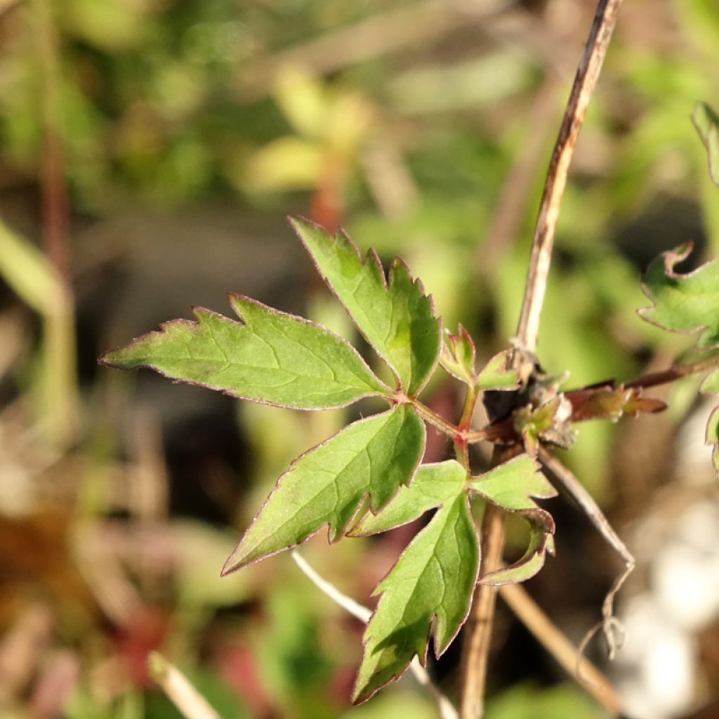 Clématite macropetala