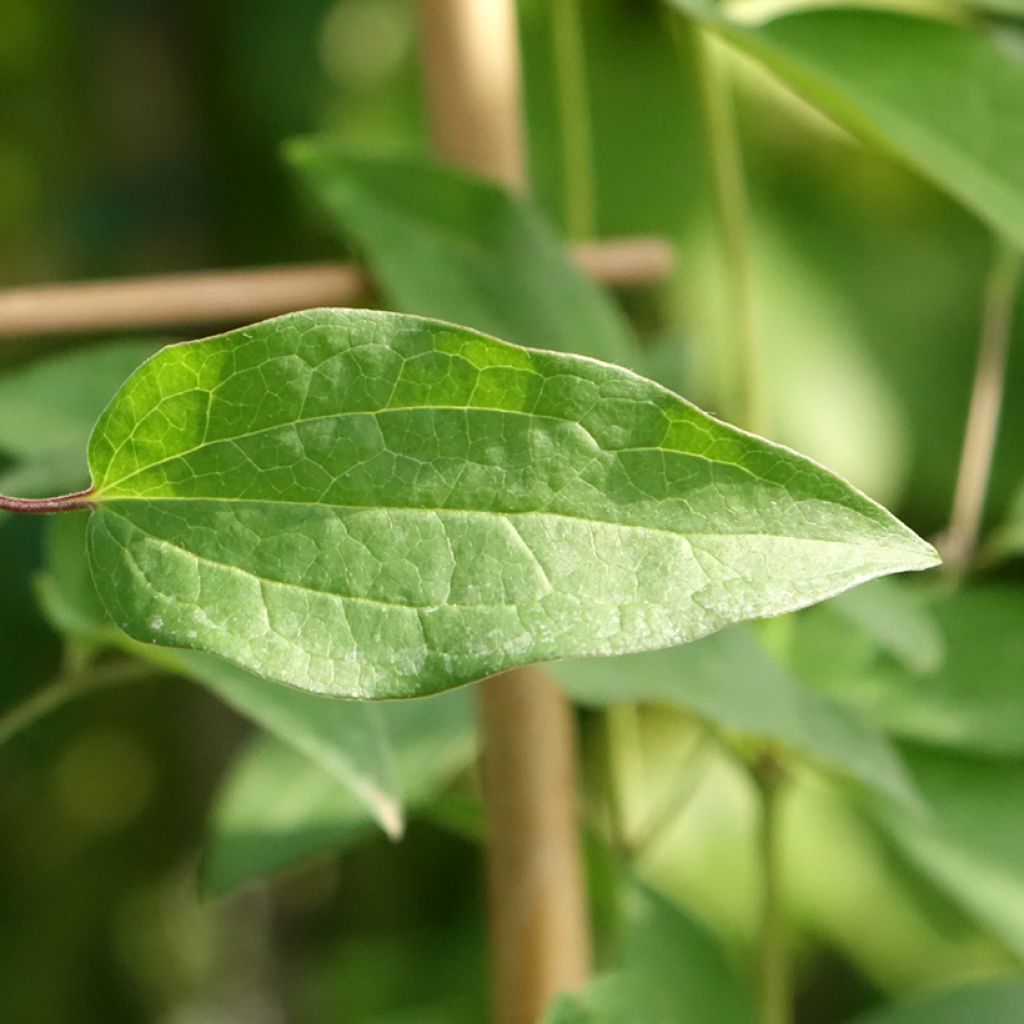 Clématite Saphyra Violetta